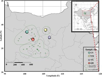 A Closer Examination of the ‘Abundant-Center’ for Ectomycorrhizal Fungal Community Associated With Picea crassifolia in China